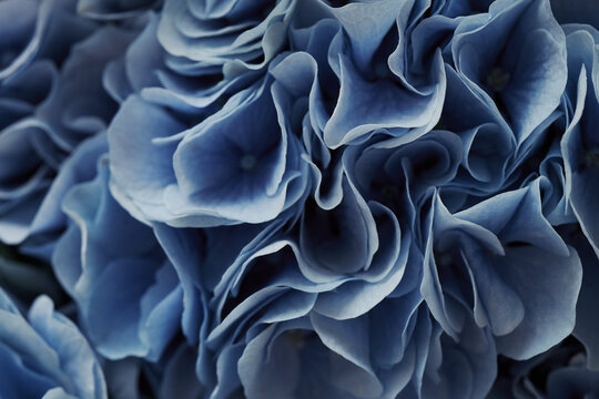 Macro shot of blue hydrangea flower petals blooming. Floral texture representing botanical beauty for wedding stationery design and skincare branding background