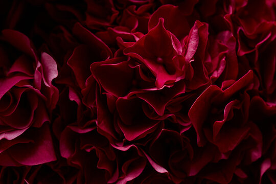 Close up of dark red hydrangea petals forming natural floral texture. Background suitable for luxury cosmetics branding, beauty marketing, and romantic greeting cards