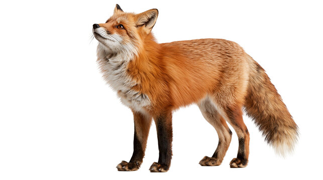 Red fox standing with alert posture and fluffy tail