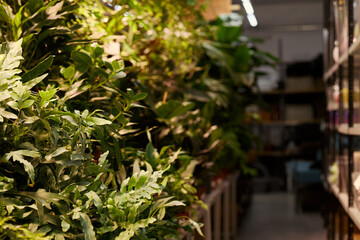 Obraz premium Green house plants growing on shelves inside modern flower shop, representing urban gardening concept. Suitable for retail marketing, floristry business and botanical banner
