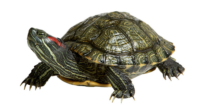 Red-eared slider turtle with patterned green shell and striped skin
