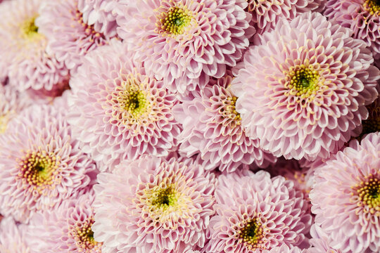Close up of pink chrysanthemum flowers blooming densely in floral pattern. Fresh botanical background suitable for greeting cards, wedding invitations and cosmetic branding
