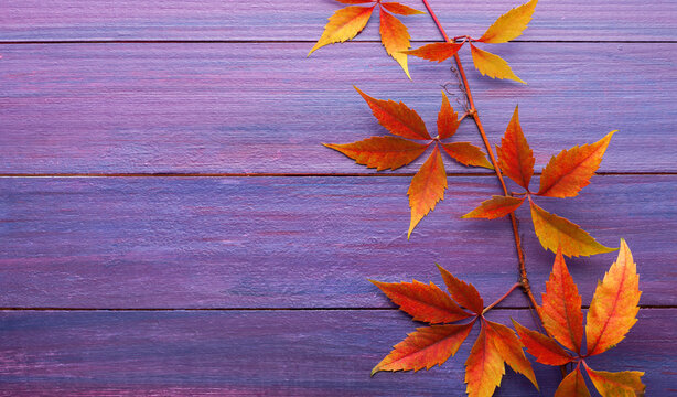 Fresh branch of Virginia creeper with colorful autumn leaves on  violet wooden background with empty space for text.  Flat lay.