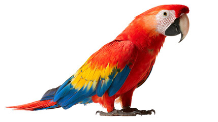 Fototapeta premium Vibrant scarlet macaw parrot with red yellow and blue feathers