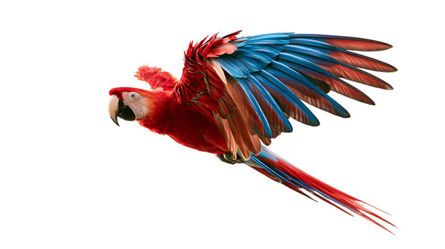 Scarlet macaw parrot in flight with vibrant red blue and yellow plumage