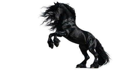 Majestic black Friesian horse rearing up with flowing mane and tail © darietta