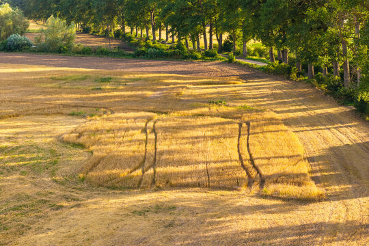 Aerial view of a golden wheat field with tractor tire tracks, bordered by a line of trees during the golden hour in Gdansk, Pomeranian Voivodeship, Poland.
