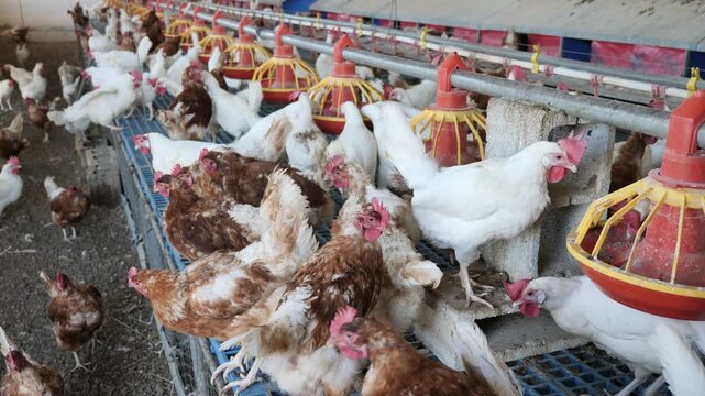 Modern chicken coop farm. Indoors chicken farm, chicken feeding. High quality 4k footage