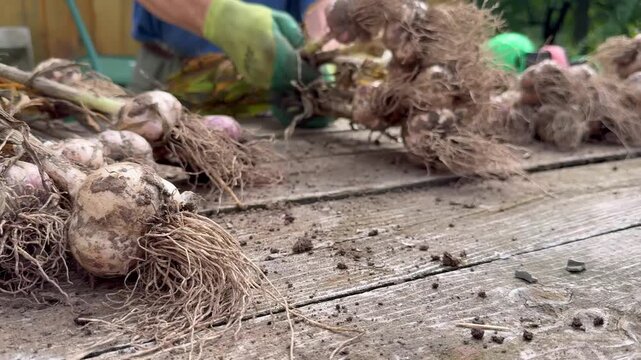 Harvested garlic stalks laid out on wooden bench for drying.