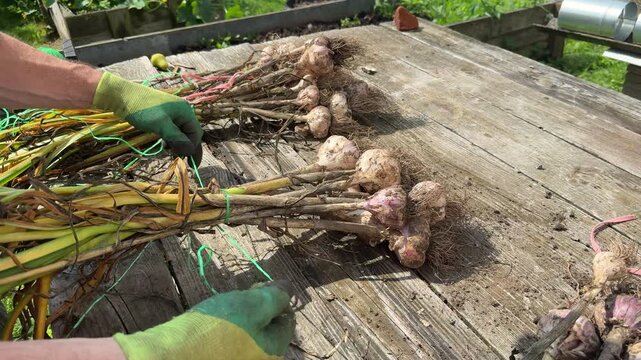 Examining fresh garlic bulbs after harvest on outdoor table.