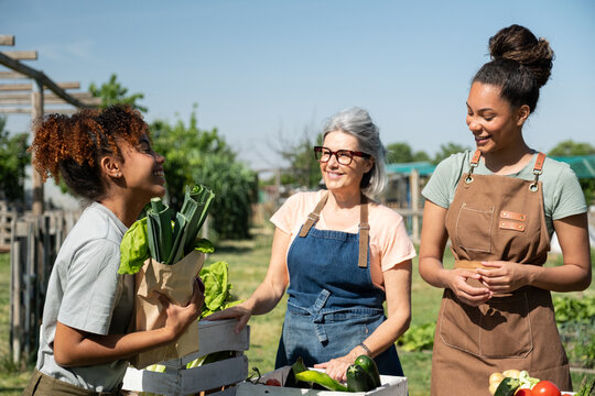 Diverse women working together, collecting fresh produce from an outdoor sustainable farm