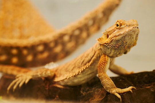 Bearded dragon lizard resting on wood branch in terrarium, close up shot. Image suitable for veterinary marketing, exotic pet care campaigns, and zoology educational materials