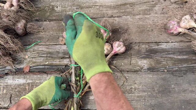 Freshly harvested garlic bunches resting on rustic wooden table.