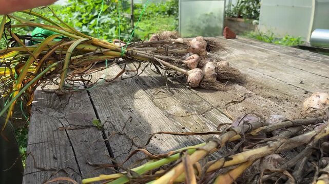 Handling harvested garlic bulbs on wooden workbench outdoors.