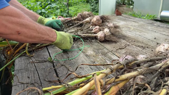 Sorting freshly harvested garlic bulbs on outdoor wooden table.
