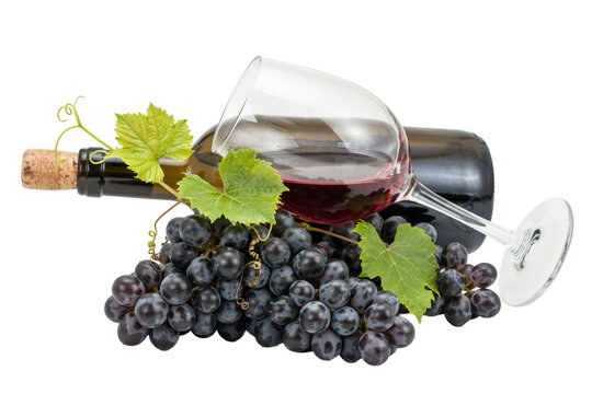 A glass of red wine resting on a dark bottle with a large bunch of fresh purple grapes and green vine leaves isolated on a transparent background