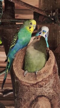 Extreme close up shows three pet birds jostling together inside a wooden aviary