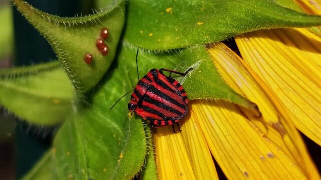 Macro shot of a red and black shield bug beside small eggs on the green bracts of a yellow sunflower flower.