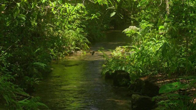 A narrow creek winds under dense green foliage with sunlit patches.