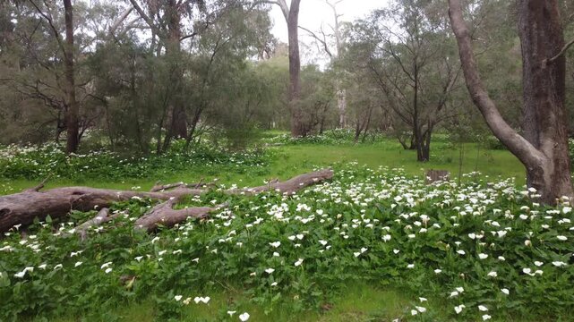 drone flying over Arum Lillies in SouthWest Australia