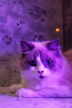 Fluffy Ragdoll cat with blue eyes rests on a surface. The background features a textured wall with purple lighting, creating a vibrant atmosphere.