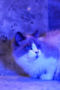 Fluffy Ragdoll cat with striking blue eyes rests on a surface. The background features a soft, blurred texture with a cool color palette.