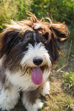Small, fluffy dog with a mix of black and white fur stands outdoors. The dog has a playful expression and a wagging tail, surrounded by green grass.