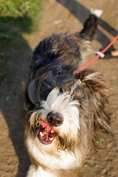 Small, fluffy brown and white dog stands on a dirt path surrounded by green grass and trees. The dog has a playful expression and a wagging tail.