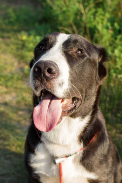 Happy black and white mixed-breed dog with a broad smile. The dog has a short coat and is outdoors surrounded by green foliage.