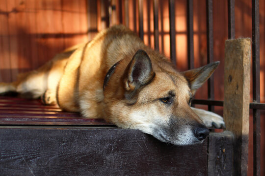 Close-up of a brown dog resting its head on a wooden surface. The dog has pointed ears and a relaxed expression, set in a cozy indoor environment.