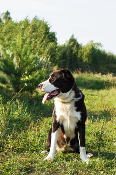 Large black and white dog sits on green grass in a sunny outdoor setting. The dog has a short coat and a relaxed posture, with its tongue out.