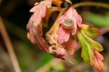 Tiny Land Snail Resting on Colorful Autumn Leaves © SzymczakRadekPhoto