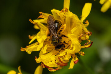 Wild Bee Collecting Pollen on Bright Yellow Flower © SzymczakRadekPhoto