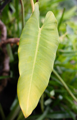 Close-up of a large heart-shaped philodendron leaf with light green color in a garden. Perfect for tropical botanical, foliage background, indoor plant, houseplant, and eco-friendly design projects. © Antonina Polezhayeva