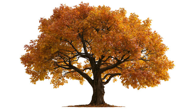 Large deciduous oak tree with vibrant orange and yellow autumn foliage