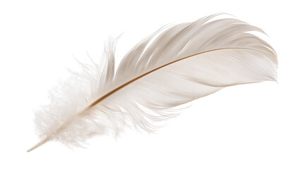 Soft delicate white bird feather with fine barbs and central quill © dominica