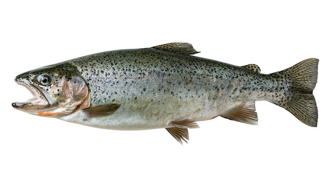 Fresh whole rainbow trout fish with open mouth and spotted silver skin
