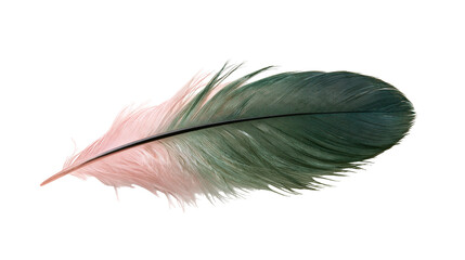 Soft gradient pink and dark green bird feather with a thin black quill © dominica