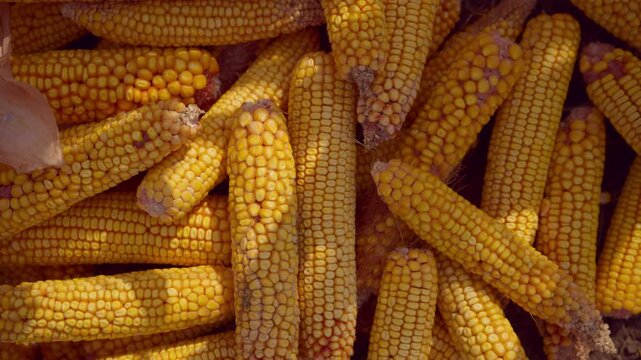 Top down view of a large pile of harvested golden corn cobs showing yellow kernels. 4K.