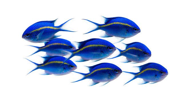 School of vibrant blue chromis fish with yellow lateral stripes