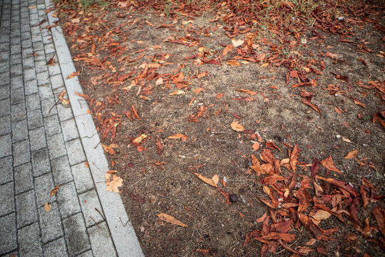 Tappeto di foglie secche autunnali cadute al suolo nei toni del marrone e dell'arancione, texture naturale di terra e fogliame nel bosco durante la stagione autunnale