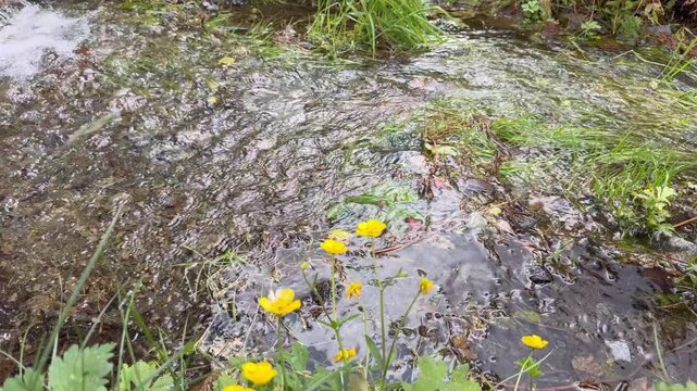 Close up b-roll of gentle water ripples and foam flowing past vibrant green vegetation and blooming yellow buttercups.