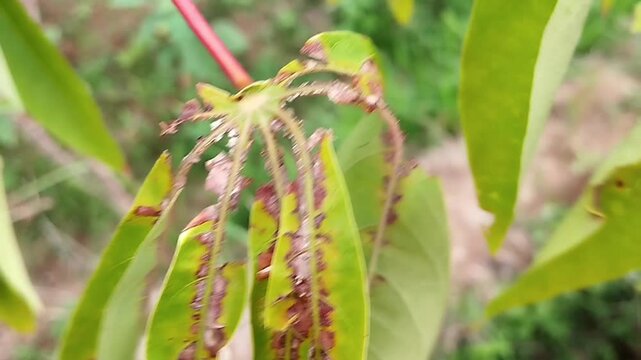 Yellow-green cassava leaf with long lobes and damaged tissue