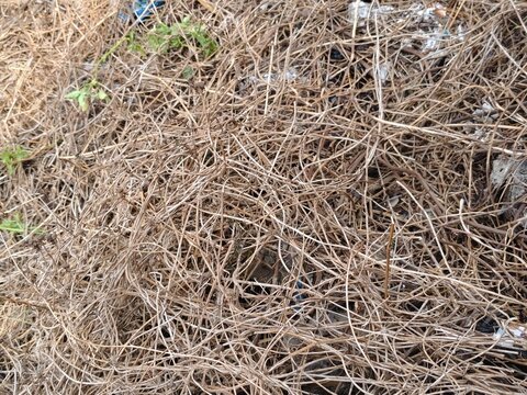 Close up texture background of dried brown roots, branches, and dead grass tangle in nature