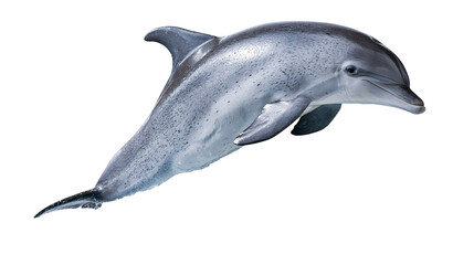 Obraz premium Grey bottlenose dolphin swimming with sleek skin and dorsal fin