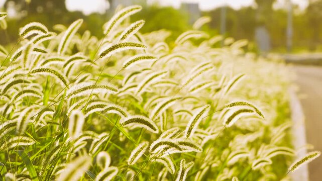 Golden Backlit Foxtail Grass Swaying in Soft Sunlight