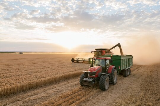 The Tractor at Sunset Harvesting Wheat in a Golden Field