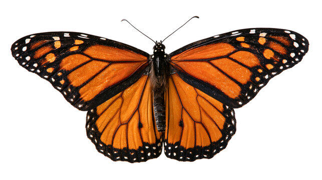Vibrant orange and black monarch butterfly with open wings