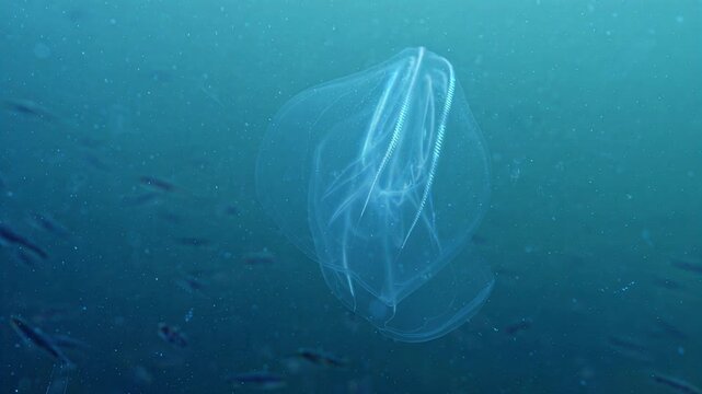 Transparent comb jelly drifts gracefully through deep blue ocean waters with small fish