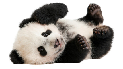 Fluffy giant panda cub lying on its back with paws up © Clementine